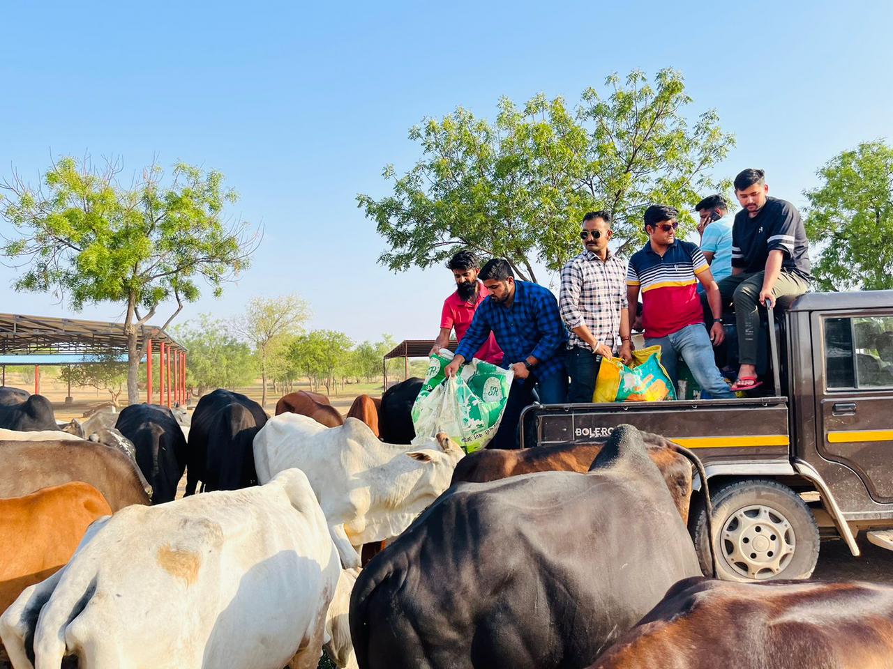 विप्र फ़ाउंडेशन युवा प्रकोष्ठ द्वारा गौ…